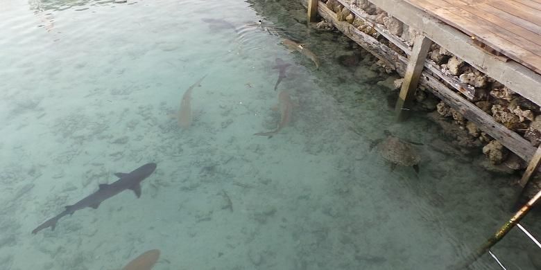 Raja Ampat Tour 4D3N